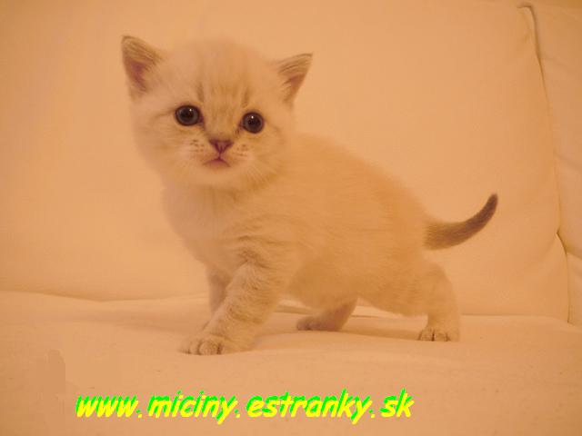 img_133342_1.jpg